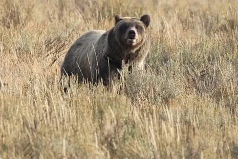 Backpacker Injured by Bear in National Park Transported to Hospital
