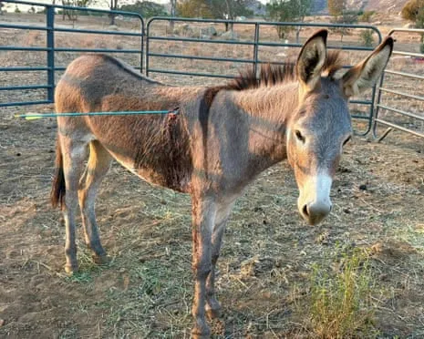 Donkey Recovering Following Newest Bow Assault on Feral Donkeys in the Golden State