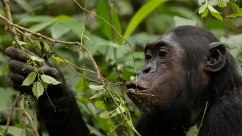Apes Consuming an Amount Equal of a Beer Daily from Overripe Produce, Investigation Shows