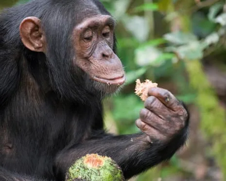 Apes Consume Everyday Alcohol Comparable to a Pint from Fermented Figs